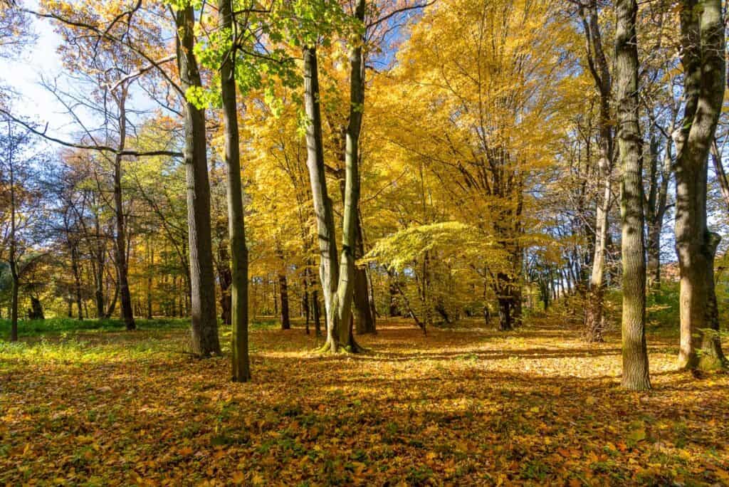 Wyjątkowy XIX w dwór Owczarnia - Sprzedane 00034